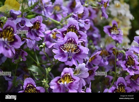 Pretty purple flowers Stock Photo - Alamy