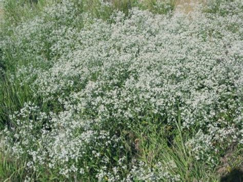 pieprzyca szerokolistna łac Lepidium latifolium kod 9708 Byliny