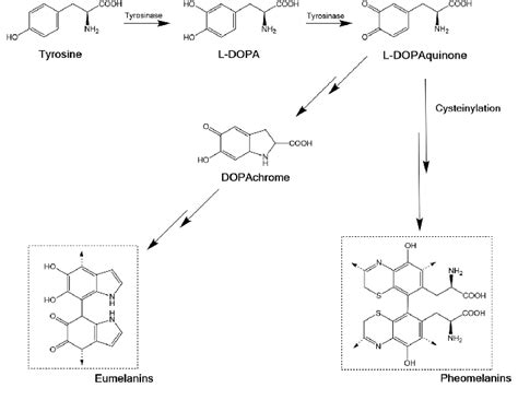 Simplified melanin biosynthesis pathway. | Download Scientific Diagram