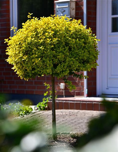 Euonymus Fortunei Var Radicans Emerald N Gold Augststumbra