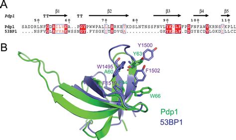 Figure S5 Structural Comparison Between The Pdp1 Pwwp Domain And The