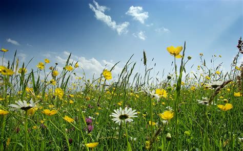 Spring Scenery Wallpaper for Desktop - WallpaperSafari