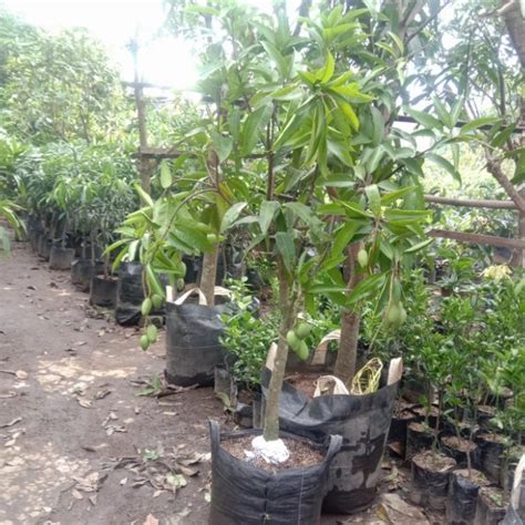 Jual Pohon Mangga Chokanan Berbuah Tinggi 2 Meter Batang Besar Shopee