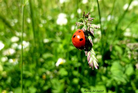 Fotos Gratis Naturaleza C Sped Planta Prado Hoja Fauna Silvestre