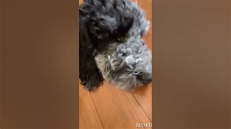 My Cute Dog Shorts Youtube