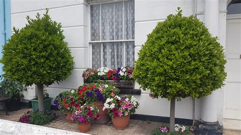 The Uks 7 Best Narrow Trees For Small Gardens Upgardener™