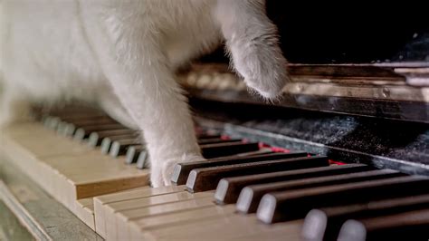 Cat Piano Music - Free photo on Pixabay - Pixabay