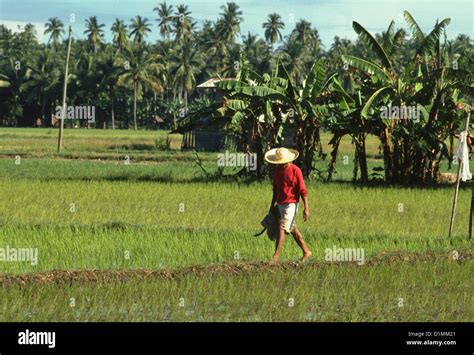 Farmer In A Rice Paddy Field In The Philippines Stock Photo Alamy