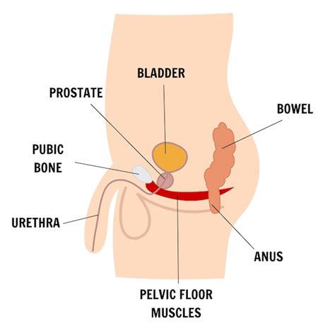 Premium Vector Medical Infographic With Male Anatomy