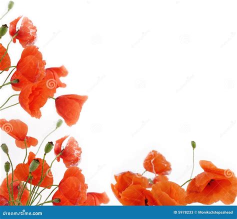 Poppy Flowers Frame Stock Image 5978233