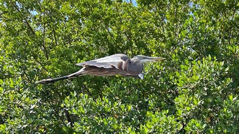 Excursión a los manglares de Robinson Preserve GetYourGuide