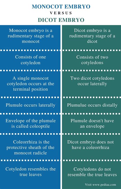 Diferencia entre embrión monocotiledóneas y dicotiledóneas Noticias 2025