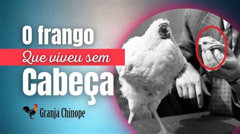 Frango sem cabeça Conheça essa história Canal Chinope