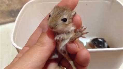 Filhotes De Gerbil Esquilo Da Mong Lia Os Olhos Abertos Youtube