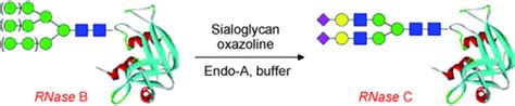 Arthrobacter Endo‐β‐n‐acetylglucosaminidase Shows Transglycosylation