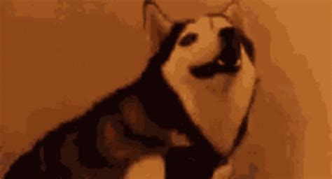 Surprised Dog GIF - Surprised Dog What - Discover & Share GIFs