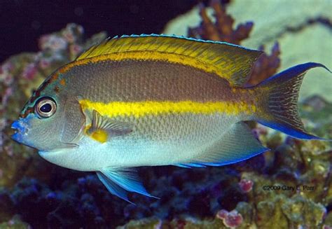 Bellus Angelfish Male