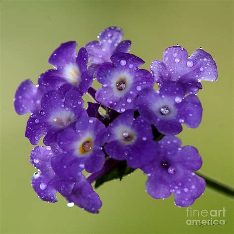 Purple Flower With Due Drop Photograph By Ajay Bundiwal Pixels