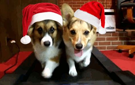 Christmas Animals GIF - Find & Share on GIPHY