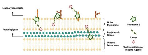 我院多肽功能材料与创新药物研究中心团队在期刊《frontiers In Chemistry》上发表了多粘菌素b用于细菌感染成像与治疗的最新综述