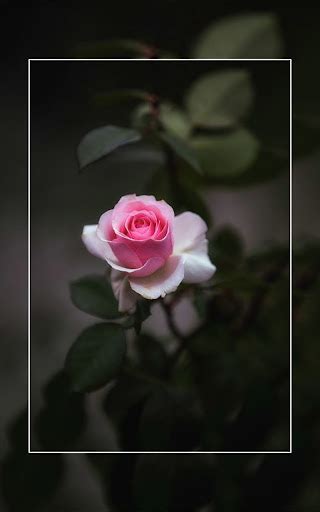 Flower Wallpaper - 4K HD for PC / Mac / Windows 11,10,8,7 - Free ...