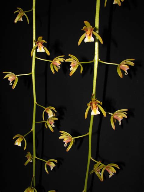 Cymbidium Finlaysonianum Giulio Celandroni Orchidee