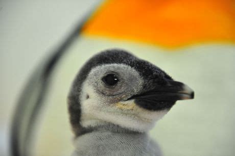 Fivedayold Featherless Baby Penguin After Being Editorial Stock Photo