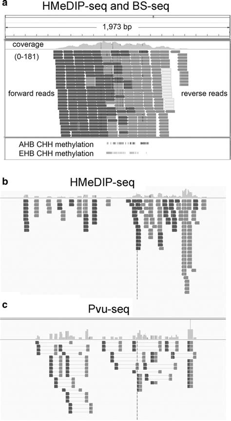 Validation Of Chh Modifications Based On Medip Seq A A Large Medip