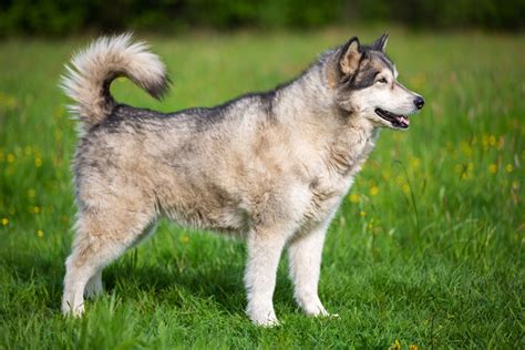 Alaskan Malamute Dog Breed Info And Characteristics