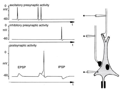 2 Measurements Of Excitatory And Inhibitory Post Synaptic Potentials