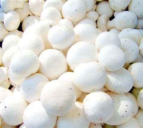 Button Mushroom Cultivation Compost Formula Agri Farming