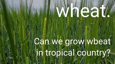 Wheat Can We Grow Wheat In Tropical Country Youtube