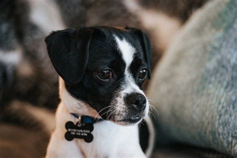 Jack Russell Dachshund Mix Black And White