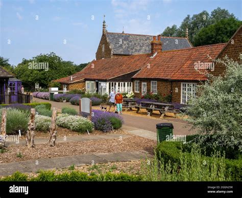 Norfolk Lavender, Caley Mill, Heacham, Norfolk, UK; famous lavender ...