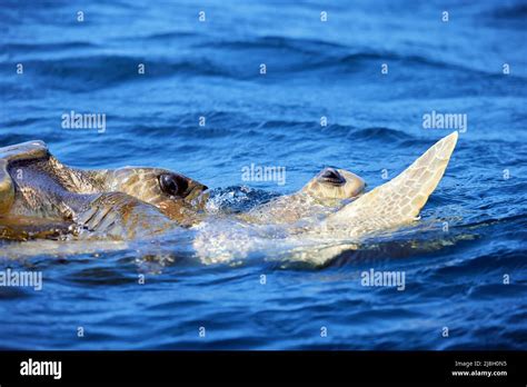 Mating Of Sea Turtles In The Open Ocean Olive Ridley Sea Turtles Or Lepidochelys Olivacea