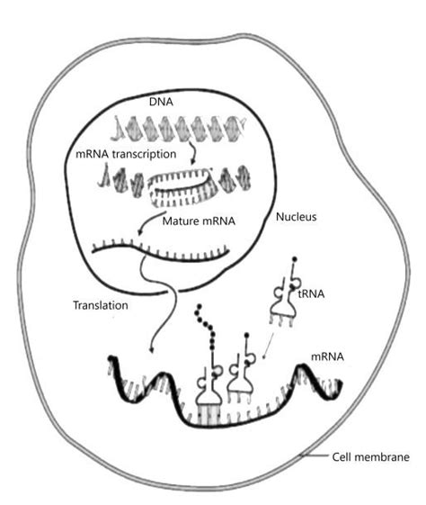 Diagram And Describe Protein Synthesis Quizlet