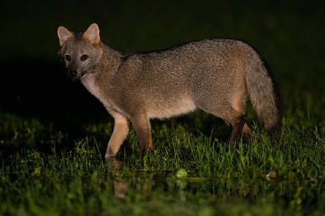 Crab Eating Fox Cerdocyon Thous El Palmar National Park Flickr