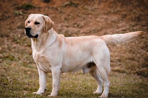 Filhotes De Labrador Filhotes De Labrador Canil Di Dharma Brasil