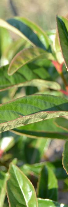 Viburnum Le Bois Marquis Guillot Bourne