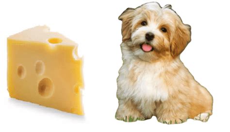 Los Perros Pueden Comer Queso Respuesta Completa