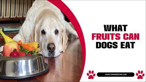 What Fruits Can Dogs Eat Doggos Delight