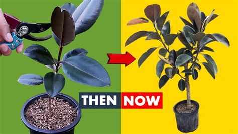 How To Make Your Rubber Plant Bushy Youtube