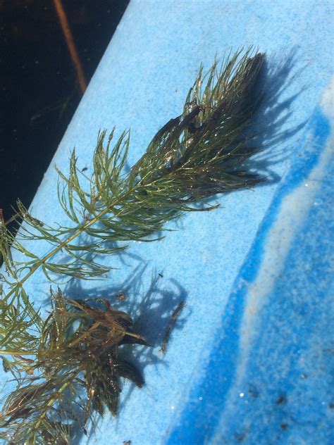 Spineless Hornwort Adirondack Research Guidebook · Inaturalist