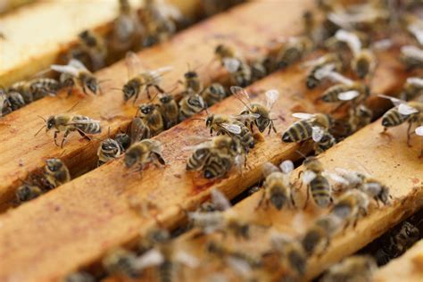 A Guide To Beehive Brood Boxes And Honey Supers Complete Beehives