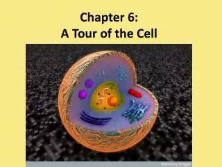 Ppt Chapter A Tour Of The Cell Powerpoint Presentation Free