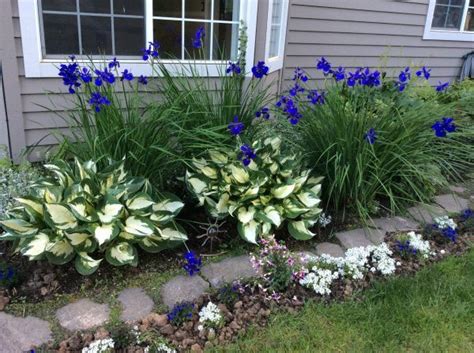 Siberian Iris In Bloom With Hosta Patriot Growing Lavender Gardening