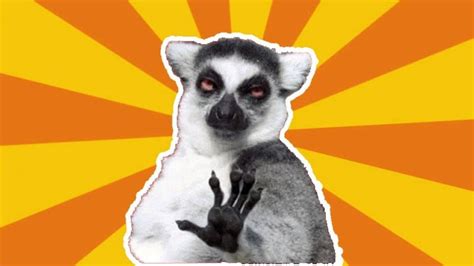 Chill Out Lemur Meme