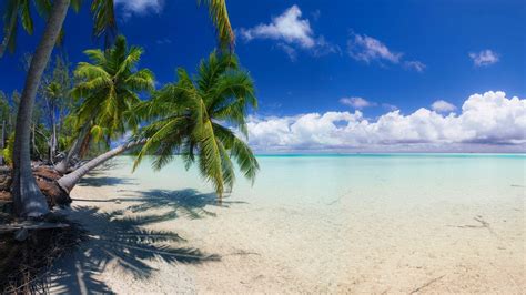 Palm Tree Screensaver ~ Summer Tropical Palm Bora Beach Nature