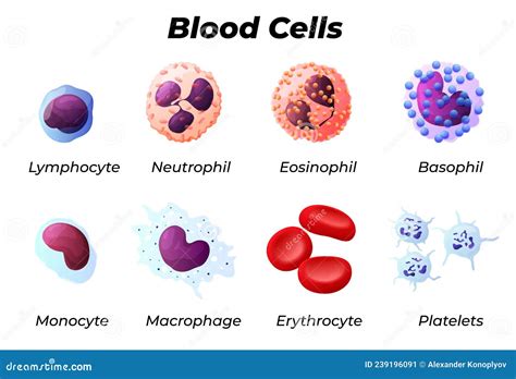 The Structure Of The Monocyte Monocytes Blood Cell Macrophage White