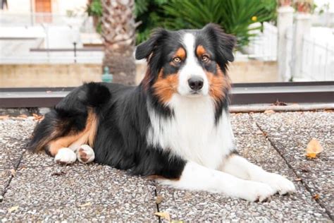 10 Best Australian Shepherd Rescues For Adoption 2024 Our Top 10 Picks